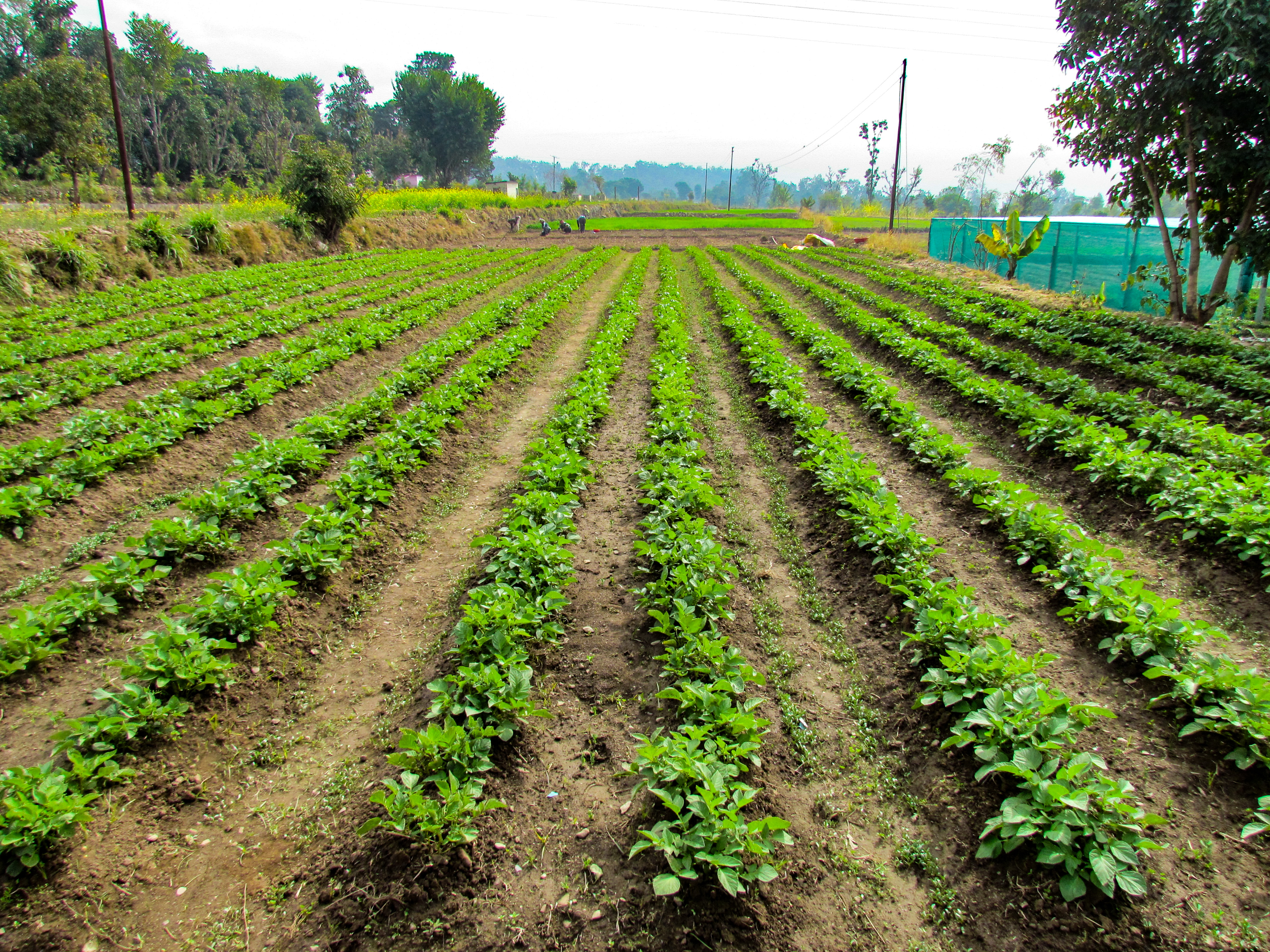 Organic Farming At Resort1
